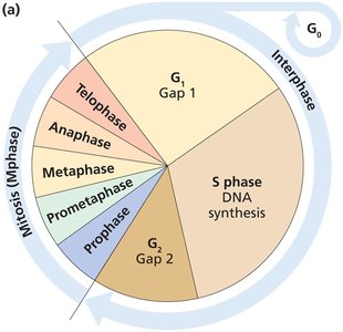 Cell cycle diagram