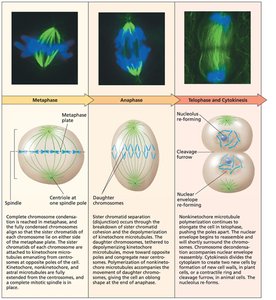 Stages of mitosis: metaphase, anaphase, telophase, cytokinesis
