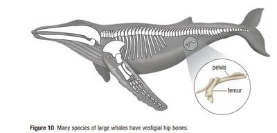 Human tailbone (coccyx) and appendix as vestigial structures