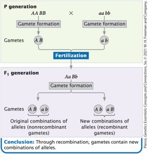 Diagram showing gamete formation and recombination in P and F1 generations