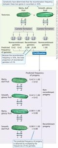 Diagram predicting progeny frequencies in cucumbers