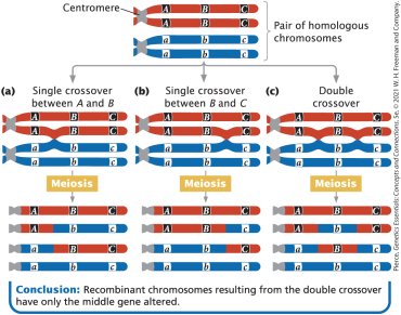 Diagram of recombinant gametes in three-point testcross