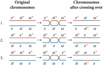 Determining gene order from double-crossover phenotype