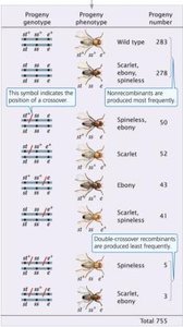 Identifying crossover locations and calculating recombination frequencies