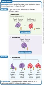 Experiment showing independent assortment in sweet peas