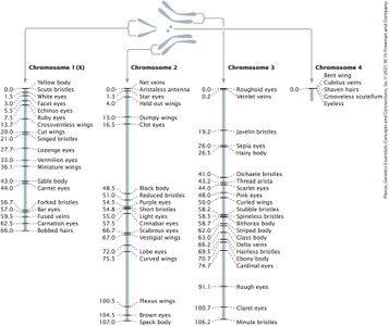 Crossover events between chromatids