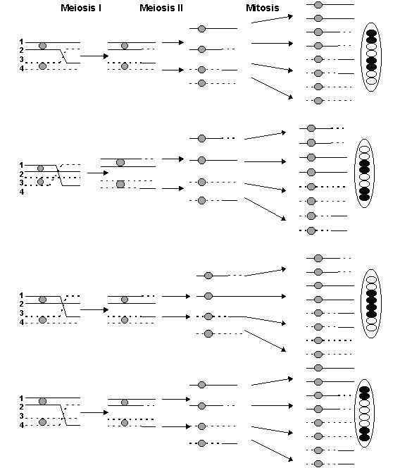 Double crossovers between chromatids