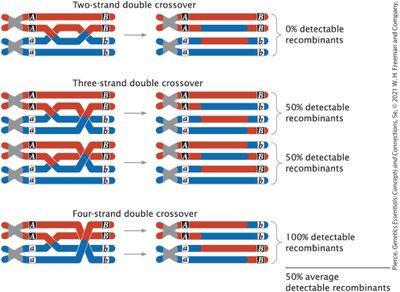 Graph showing recombination rates and map distance