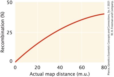 Double crossover between distant genes