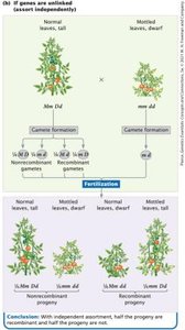 Diagram of independent assortment in plants