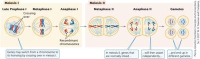 Meiosis diagram showing crossing-over and recombinant chromosomes