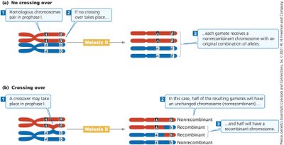 Diagram showing crossing-over and gamete types