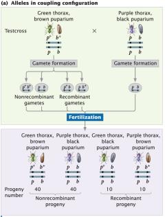 Testcross with coupling configuration in blowflies