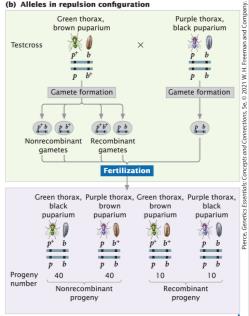 Testcross with repulsion configuration in blowflies