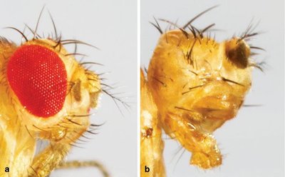 Drosophila with normal and absent eyes