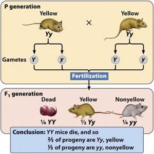 Inheritance of lethal alleles in mice