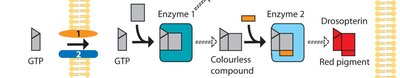 Drosophila eye pigment pathway