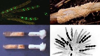 Neurospora mutants and experimental setup