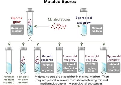 Mutated spores and growth restoration in Neurospora