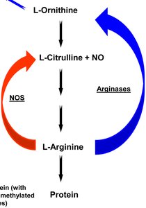 Arginine biosynthetic pathway