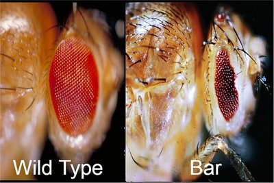 Wild type and Bar eye phenotype in Drosophila