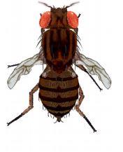 Drosophila with abnormal wings for complementation test