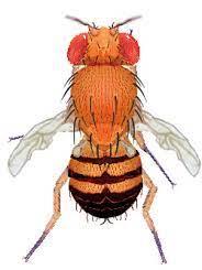 Drosophila with abnormal wings for complementation test