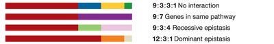 Phenotypic ratios for gene interactions