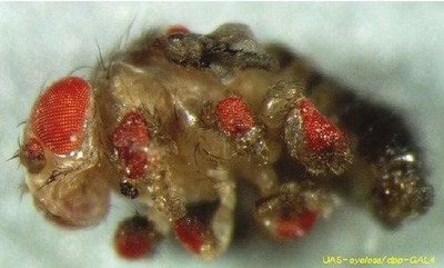 Drosophila with multiple abnormal eye structures