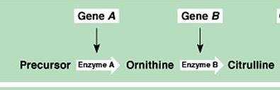 Gene pathway for complementary interaction