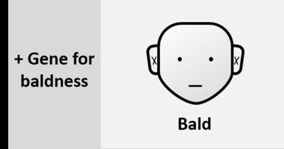 Epistasis: baldness masks hair color