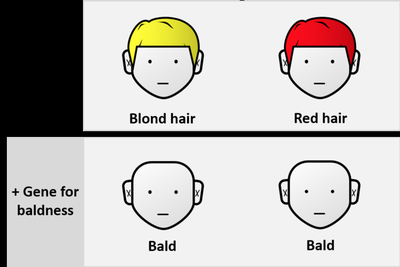Epistasis: baldness masks hair color