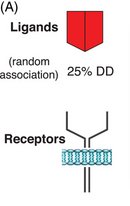 Ligand and receptor interaction for wild-type allele