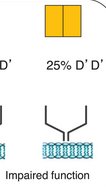 Impaired ligand and receptor interaction for mutant allele
