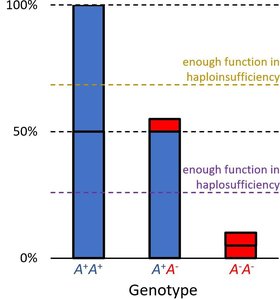 Genotype activity levels and thresholds for haploinsufficiency and haplosufficiency