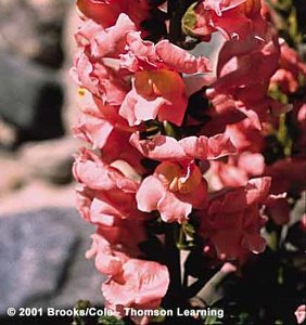 Pink snapdragon flower