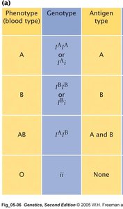 Red blood cell antigens: A, B, AB, O