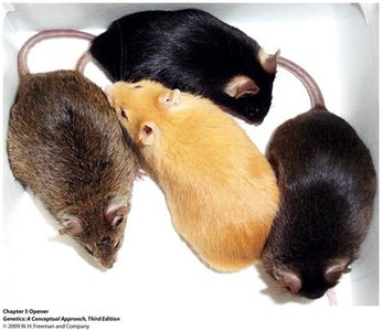 Yellow and gray mice: lethal allele example
