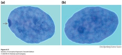 Barr bodies in human cells