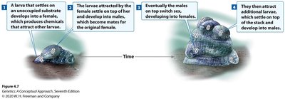 Sequential hermaphroditism in slipper limpet