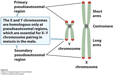 Pseudoautosomal regions of X and Y chromosomes