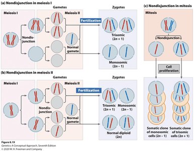 Nondisjunction in meiosis and mitosis