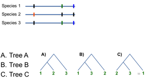 Alternative phylogenetic trees for three species