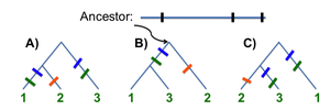Alternative phylogenetic trees for three species
