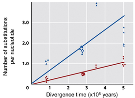 Graph showing accumulation of synonymous and non-synonymous substitutions over time