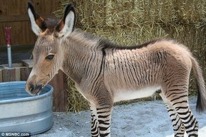Hybrid animal (zonkey) illustrating postzygotic isolation