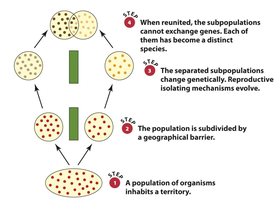 Diagram of allopatric speciation