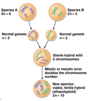 Diagram of allopolyploidy and speciation