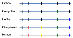 Sequence divergence among primates
