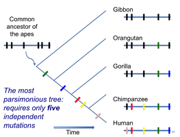 Most parsimonious phylogenetic tree among apes